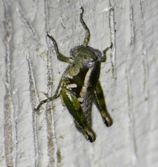 Paraidemona