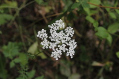 Pimpinella