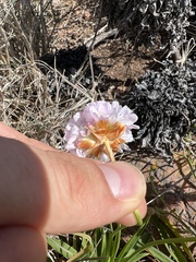 Armeria berlengensis