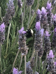 Apinae