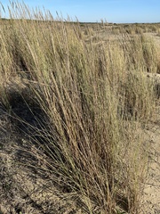 Elymus farctus