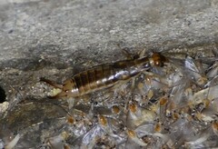 Labidura riparia
