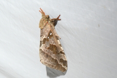 Sthenopis purpurascens