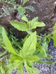 Dittrichia viscosa