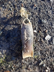 Scyliorhinus canicula