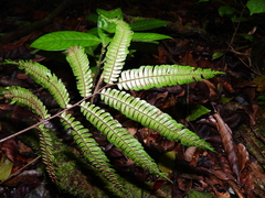 Adiantum pulverulentum