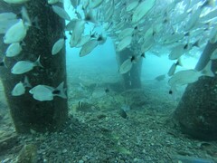 Haemulon maculicauda