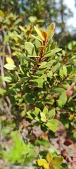 Lyonia fruticosa