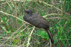 Penelope obscura