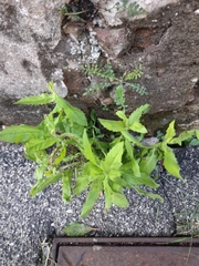 Dittrichia viscosa