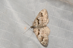 Xanthorhoe abrasaria