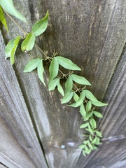 Dolichandra unguis-cati