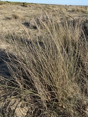 Ammophila arenaria