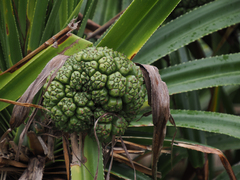 Pandanus odorifer