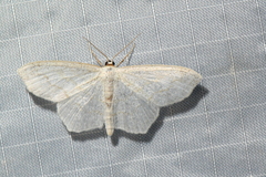Scopula junctaria