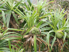 Pandanus odorifer