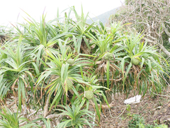 Pandanus odorifer