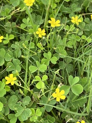 Oxalis dillenii