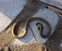 Thamnophis proximus rutiloris