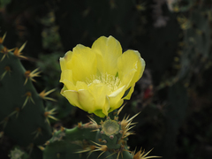 Opuntia stricta