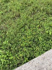 Oxalis dillenii