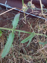 Stachys grandidentata