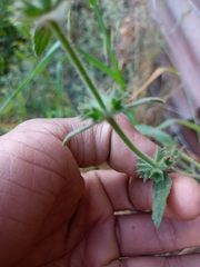 Stachys grandidentata