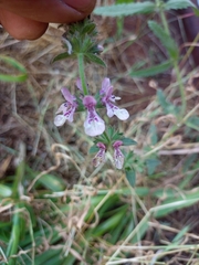 Stachys grandidentata