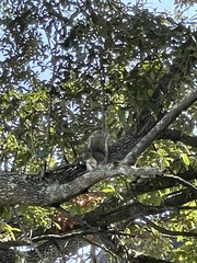 Sciurus carolinensis