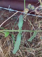 Stachys grandidentata