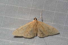 Anania extricalis