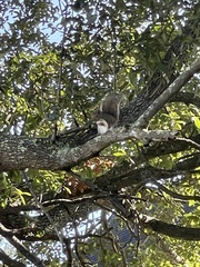 Sciurus carolinensis