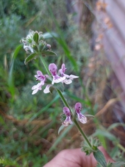 Stachys grandidentata