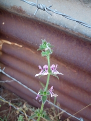 Stachys grandidentata