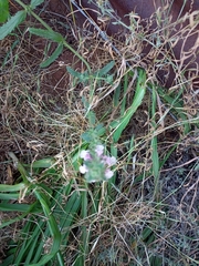 Stachys grandidentata
