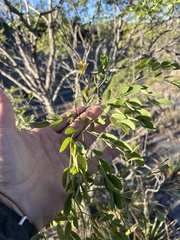 Leucaena retusa
