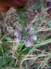 Stachys grandidentata