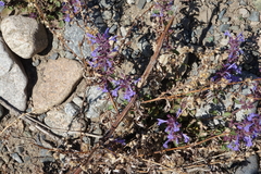 Dracocephalum nutans