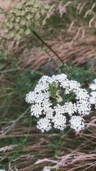 Leptophyes laticauda