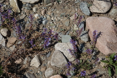 Dracocephalum nutans