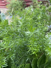 Asparagus aethiopicus