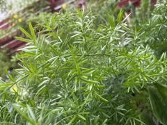 Asparagus aethiopicus