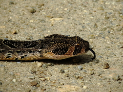 Bitis arietans