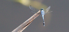 Micrathyria aequalis