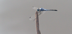 Micrathyria aequalis