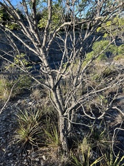 Leucaena retusa