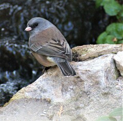 Junco hyemalis mearnsi
