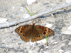 Junonia neildi varia