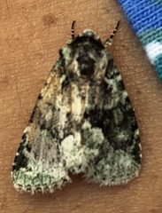 Lacinipolia explicata