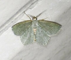Chloropteryx nordicaria